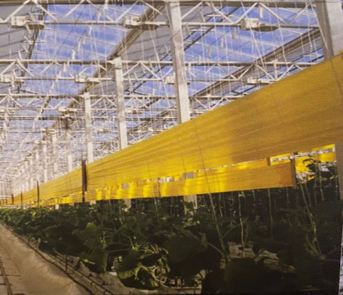 Catchy 33FT double Sided Fly Trap Film Perspective: back