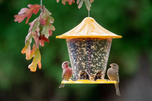 Stokes Select Assorted Round Seed Feeder Perspective: back