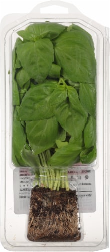North Shore Living™ Basil Perspective: back