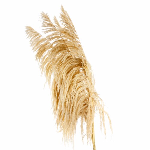 Dried Pampas Grass Perspective: back