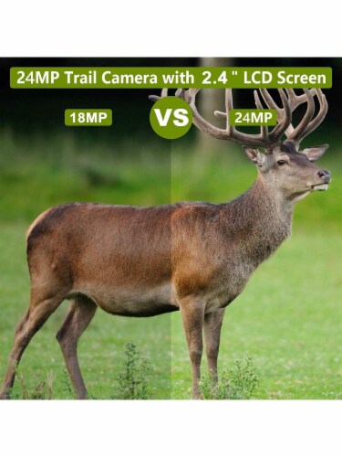 deer video camera
