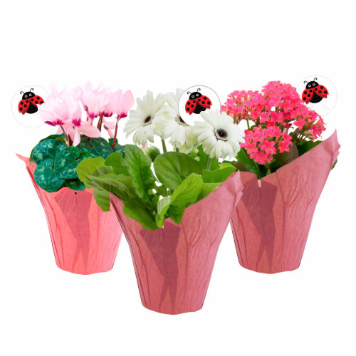 Blooming Potted Plant with Bee Pick - Assorted Colors Perspective: back
