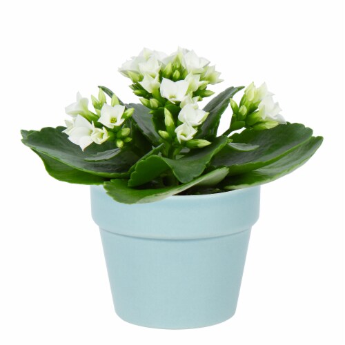 Mother's Day Fresh Kalanchoe Plant in 2.5 inch Ceramic Container Perspective: back