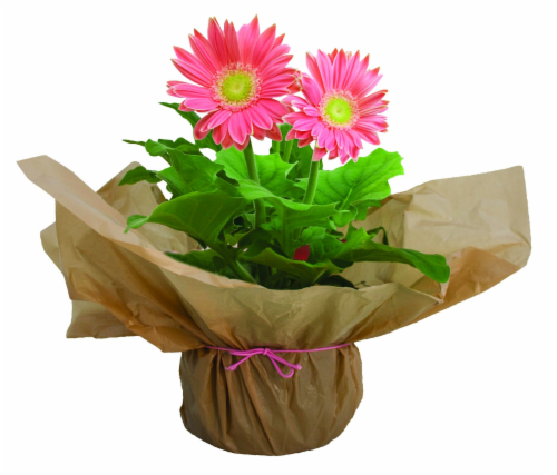 Gerbera Daisy in Pot Perspective: back