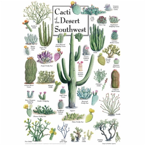 Cacti of the Desert Southwest 1000 Piece Linen Jigsaw Puzzle Perspective: back