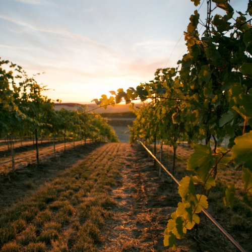 Waterbrook Chardonnay Washington White Wine Perspective: back