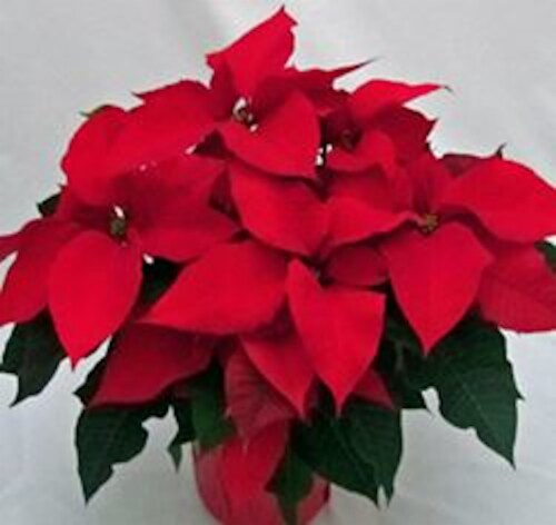 6.5" Red Poinsettia with Pot Cover Perspective: back
