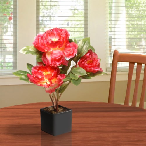 15 Fuchsia Peony Flower, 1 Fred Meyer