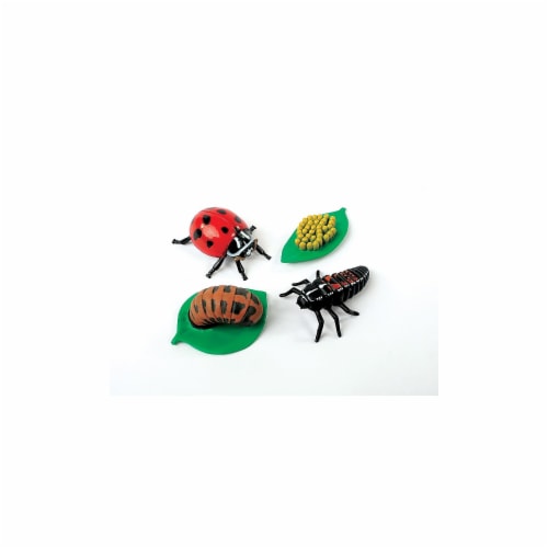 Insect Lore Ladybug Life Cycle Stages Perspective: back