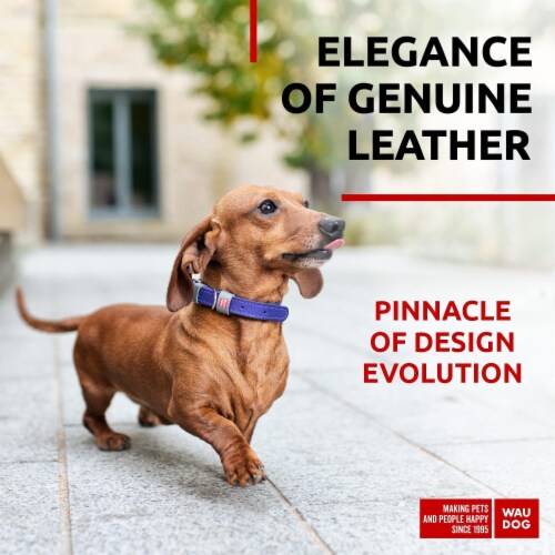 Xsmall dog collar new arrivals