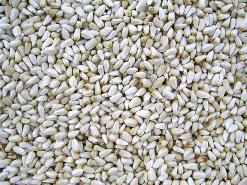 Coles Wild Bird Products Co COLESGCSA20 Safflower 20 lbs. Perspective: back