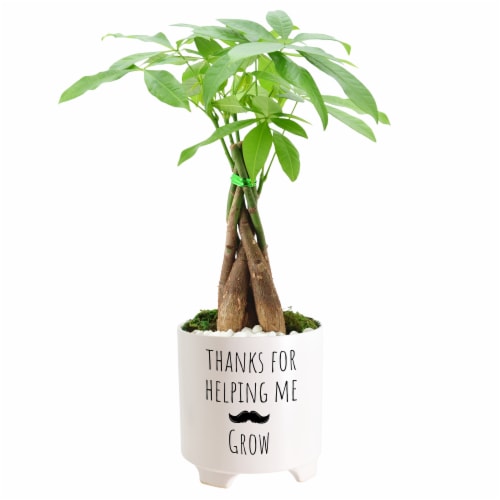 Thanks For Helping Me Grow Father's Day Mustache Medium Bonsai - Assorted Perspective: back