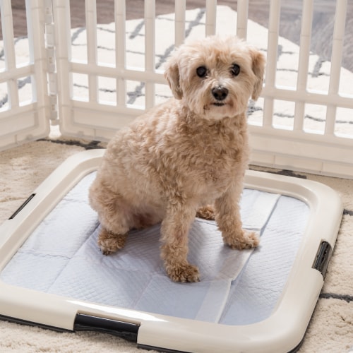 IRIS USA Pee Pads Square Pet Training Pad Holder for Dogs Dark Gray 1 Unit Mariano s