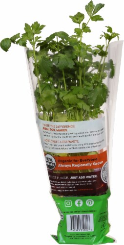 Soli Organic™ Italian Parsley Perspective: back