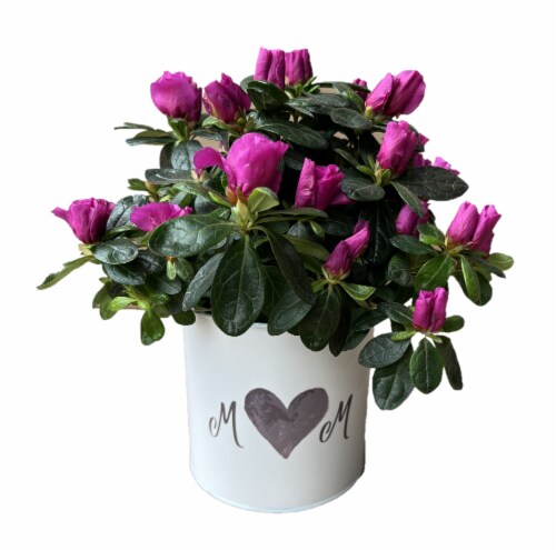 Mother's Day Fresh Azalea Plant in 4 inch Tin Perspective: back