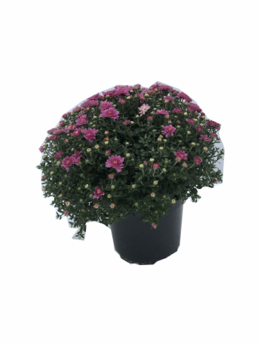 Garden Mums Outdoor Potted Plants Perspective: back