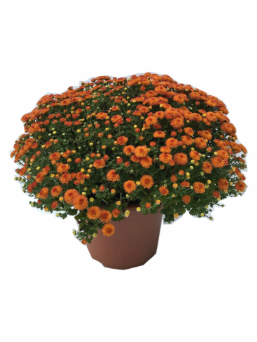 Garden Mums Potted Plant Perspective: back