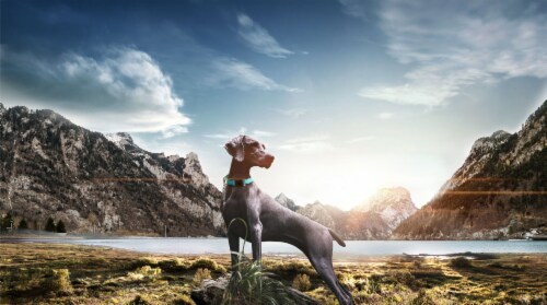 Pet Life Tutor-Sheild Martingale Safety and Training Chain Dog Collar Perspective: back