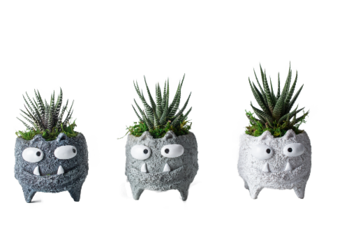 Monster Cat Assorted Succulent Potted Plants Perspective: back