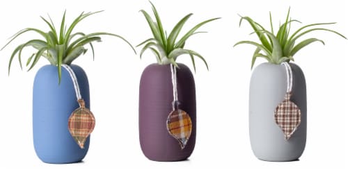 LiveTrends Harris Potted Brachycaulos Air Plant Perspective: back