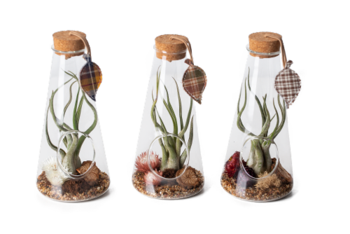 LiveTrends Tartan Dream Medusae Air Plant Terrarium Perspective: back