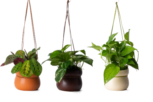Drifter Hanging Basket Assorted Potted Plant Perspective: back