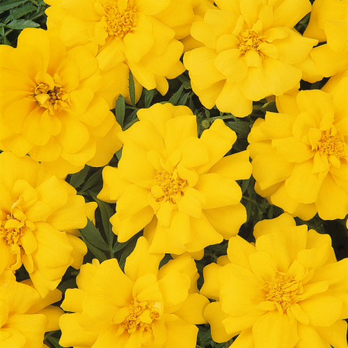 Fresh Marigold Solid Flat Perspective: back