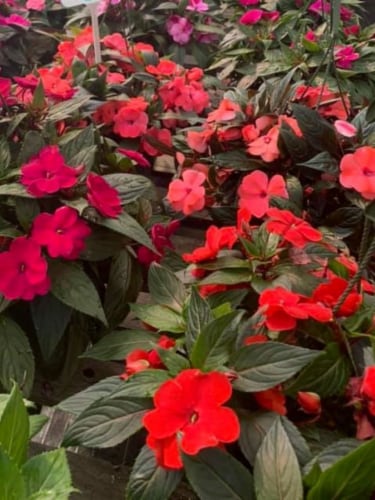 Fresh Impatiens Solid Flat Perspective: back