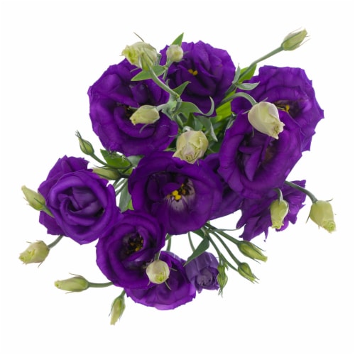 Lisianthus Perspective: back
