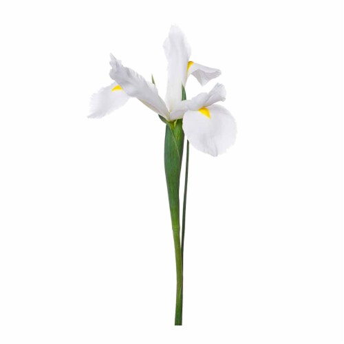 Iris Perspective: back