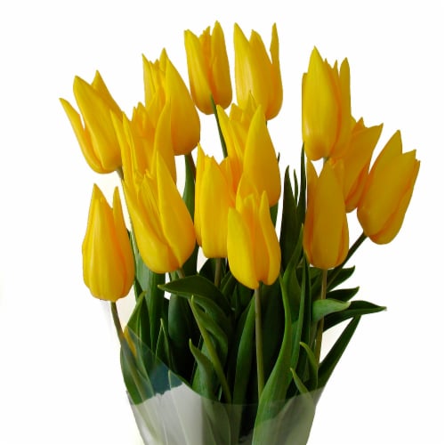 Fresh Cut Tulips Perspective: back