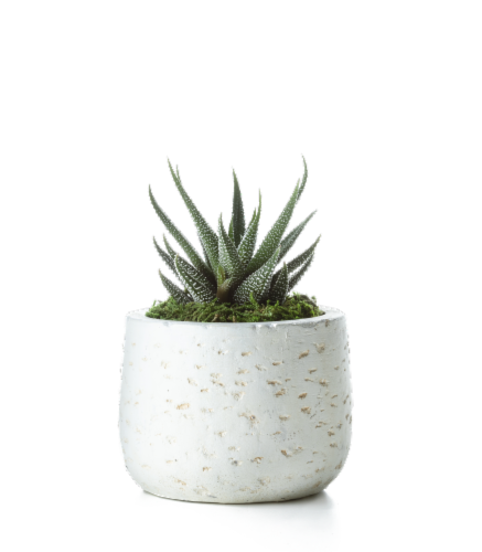 LiveTrends Woodland Succulent - Assorted Perspective: back
