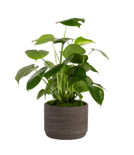 Assorted Ashima Potted Plant Perspective: back