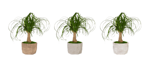 Monteverde Foliage House Plant Perspective: back