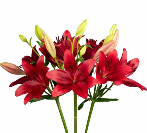 Tango-LA´s Lily Box Perspective: back