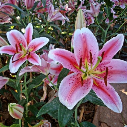 Touch Of Eco Giant Stargazer Lily Flowers - 6 Bulbs