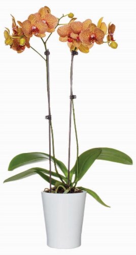Ceramic Potted Phalaenopsis Orchids - Assorted Perspective: back