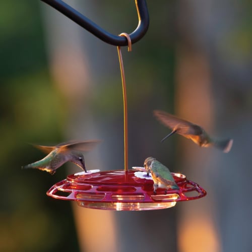 More Birds® Hummingbird Plastic Nectar Feeder Perspective: back