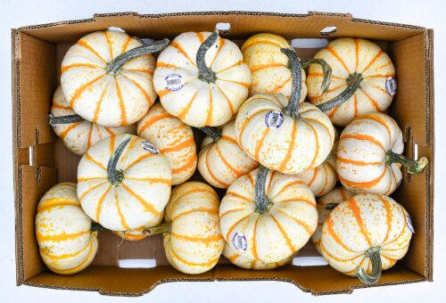 Pumpkin Patch Pals Tiger Stripe Ornamental Pumpkin Perspective: back