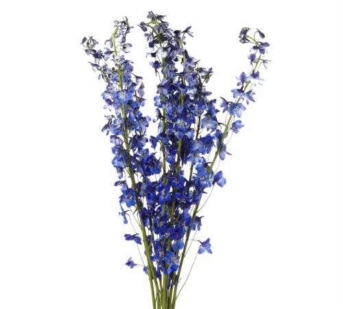 Delphinium Flowers Perspective: back