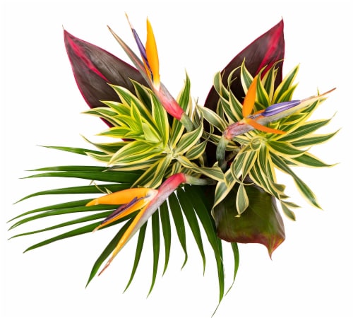 Cold Resistant Tropical ECB Bouquet Perspective: back