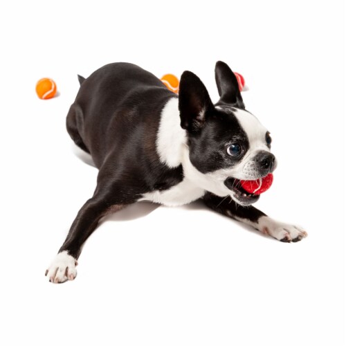 Midlee Mini 1.5 Dog Tennis Balls with Squeaker, Set of 12 Solid Colors Perspective: back