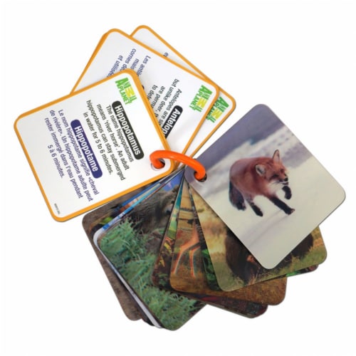 Smart Play Animal Planet 3D Creatures Flash Cards Set, 1 - Kroger