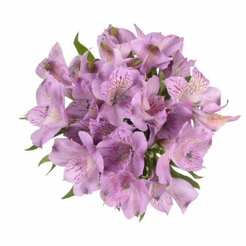 Alstromeria Perspective: back