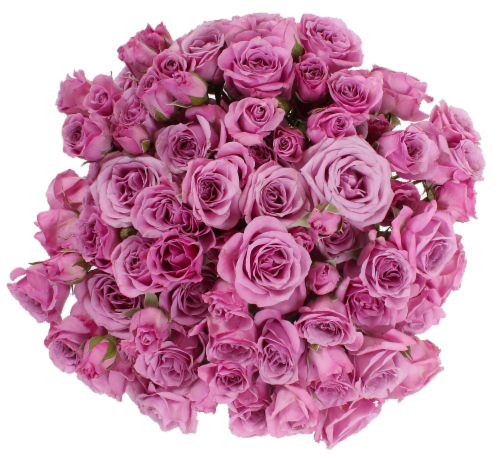 Big Bunch Spray Rose Perspective: back