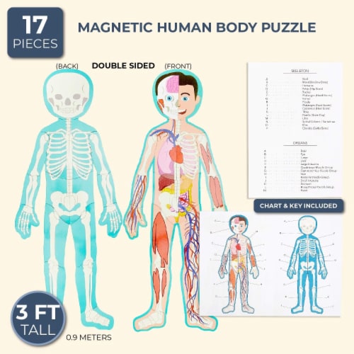 Set of 17 Pieces Magnetic Human Body Puzzle Double Sided, approx. 3 Foot Tall Perspective: back
