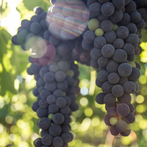 Browne Family Vineyards Heritage Cabernet Sauvignon Washington Red Wine Perspective: back