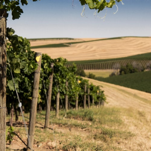 Browne Family Vineyards Heritage Chardonnay Washington White Wine Perspective: back