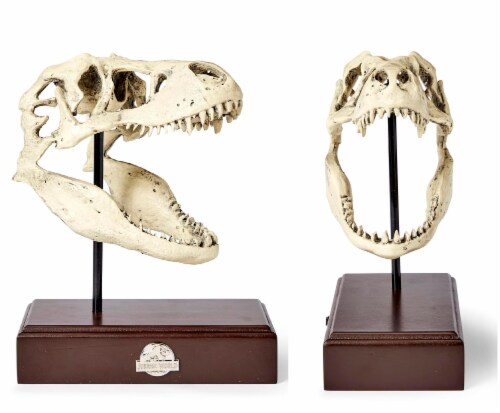 Jurassic World 9x8 Inch Tyrannosaurus Rex Skull Resin Replica Perspective: back