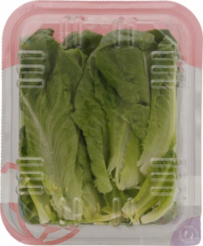 Vertical Roots Large Leaf Crisp Romaine Perspective: back